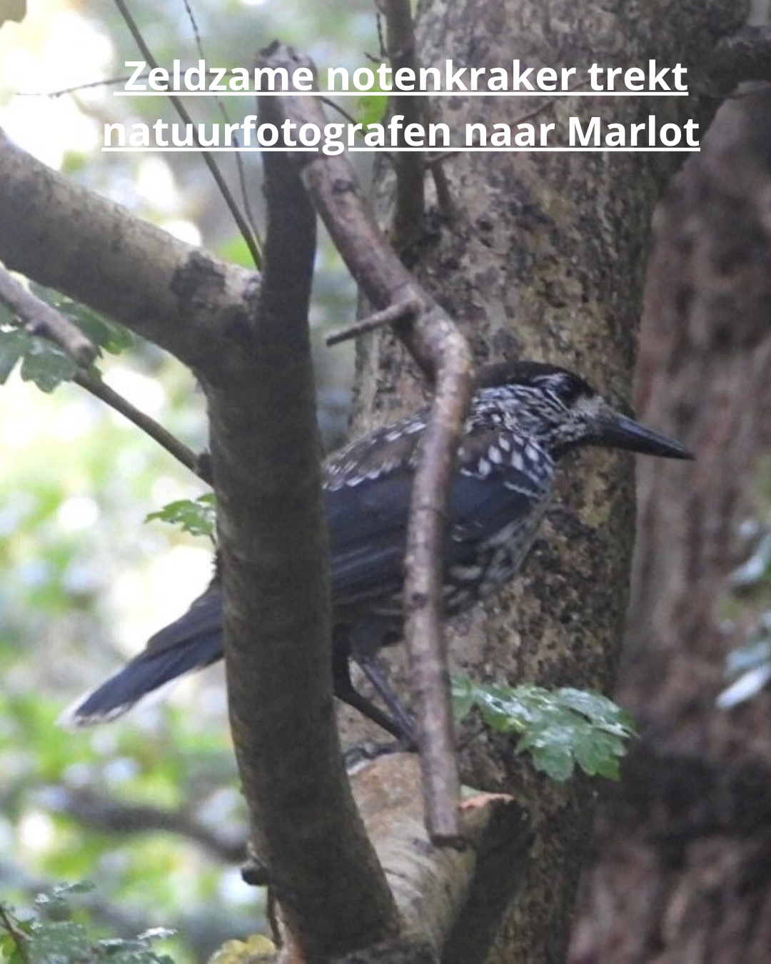 Zeldzame notenkraker trekt natuurfotografen naar Marlot