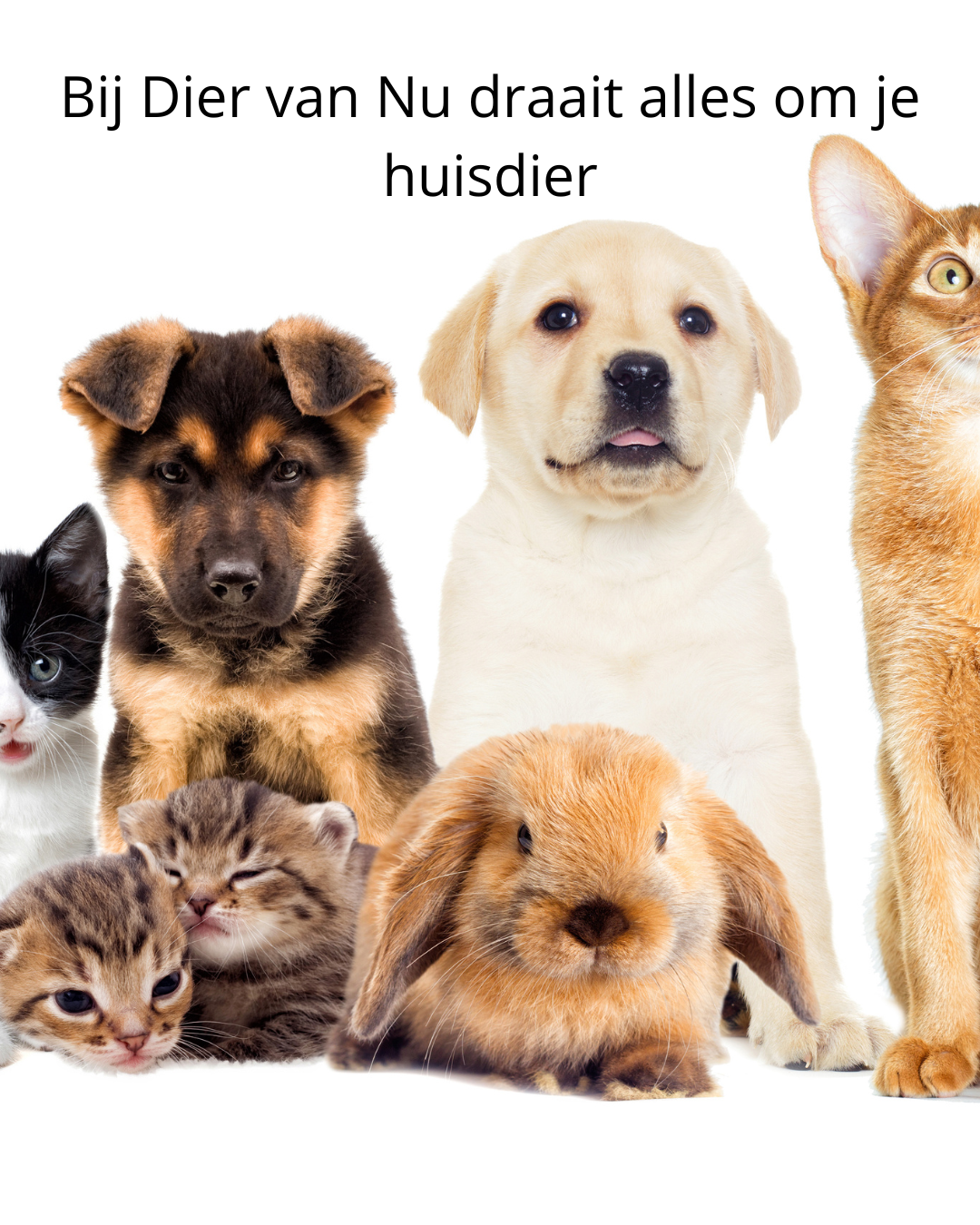 Bij Dier van Nu draait alles om je huisdier